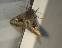 Euplexia