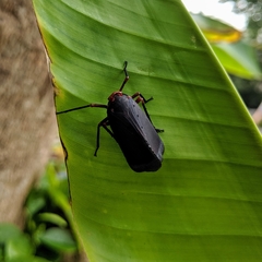 Kalidasa nigromaculata