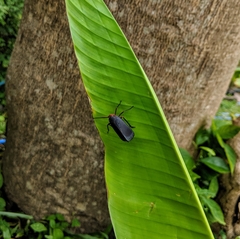 Kalidasa nigromaculata