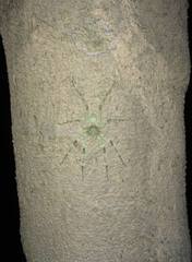 Pandercetes gracilis