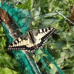 Papilio machaon
