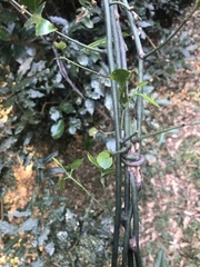 Salacia gerrardii
