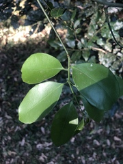 Salacia gerrardii