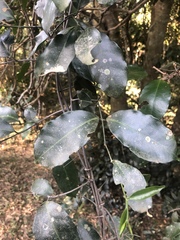 Salacia gerrardii