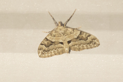 Thera contractata