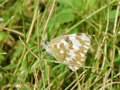 Pontia edusa moorei