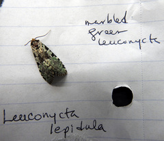 Leuconycta lepidula