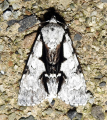 Acronicta funeralis
