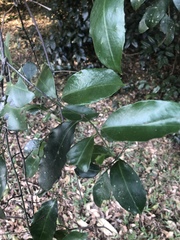 Salacia gerrardii