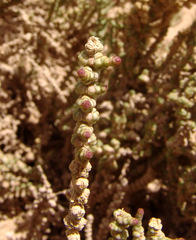 Halocnemum strobilaceum