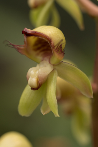 Catasetum discolor