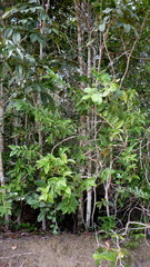 Schoepfia brasiliensis