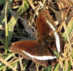Eurytela hiarbas angustata