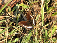 Eurytela hiarbas angustata