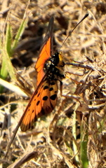Acraea igola