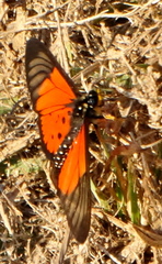 Acraea igola
