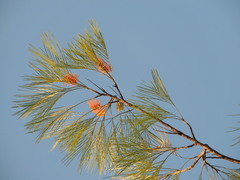 Grevillea pteridifolia