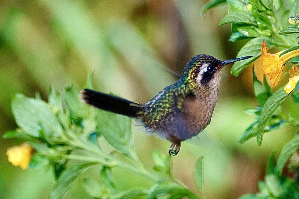 Speckled Hummingbird