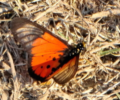 Acraea igola