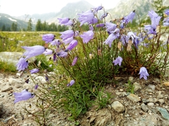 Campanula excisa