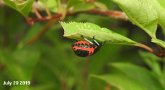 Poecilocoris splendidulus
