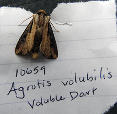 Agrotis volubilis