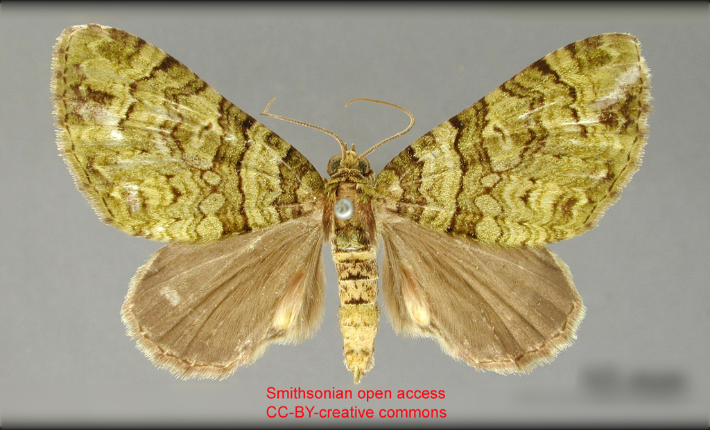 Hammaptera herbosaria