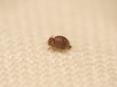 Allacma fusca