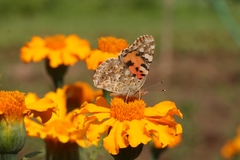 Vanessa cardui
