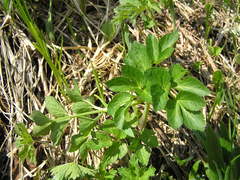 Angelica gmelinii