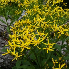 Senecio ovatus