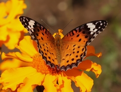 Vanessa cardui