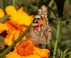Vanessa cardui