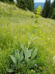 Gentiana lutea symphyandra
