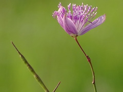 Cleome angulata