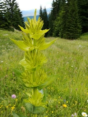 Gentiana lutea symphyandra
