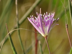 Cleome angulata