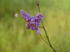 Cleome angulata
