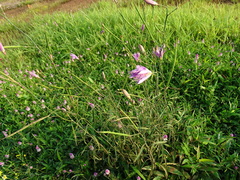 Cleome angulata