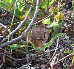 Bupleurum triradiatum