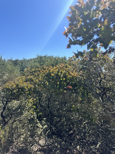 Pecho manzanita (Arctostaphylos pechoensis)