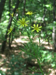 Lactuca raddeana