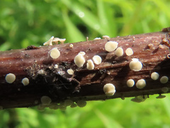 Lachnum nudipes