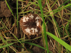 Pluteus cyanopus