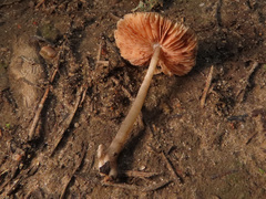 Pluteus cyanopus