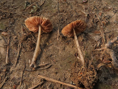 Pluteus cyanopus