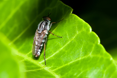 Ozodiceromyia notata