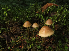 Mycena viridimarginata