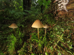 Mycena viridimarginata