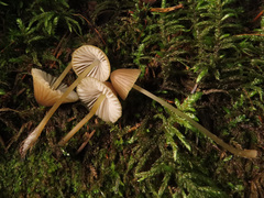 Mycena viridimarginata